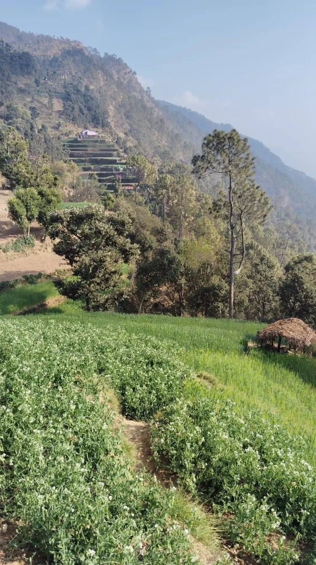 Mahadeva Homestay